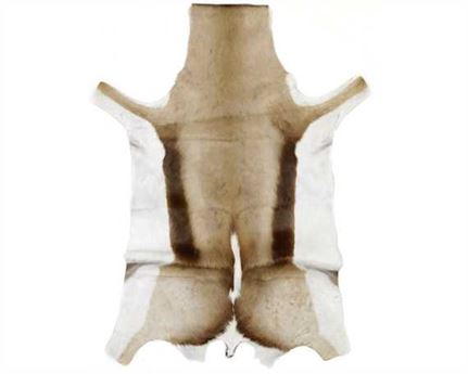 HAIR ON SPRINGBOK NATURAL LARGE PER HIDE