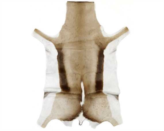 HAIR ON SPRINGBOK NATURAL LARGE PER HIDE