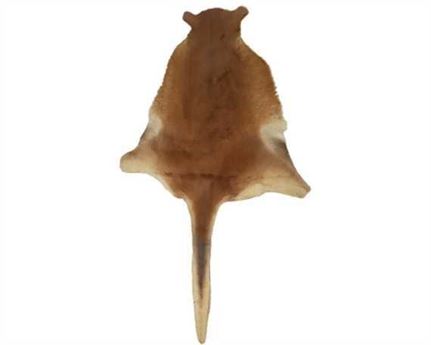 HAIR ON KANGAROO HAIR ON HIDE LARGE WITH TAILS