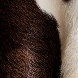 Cowhide & Exotic Rugs